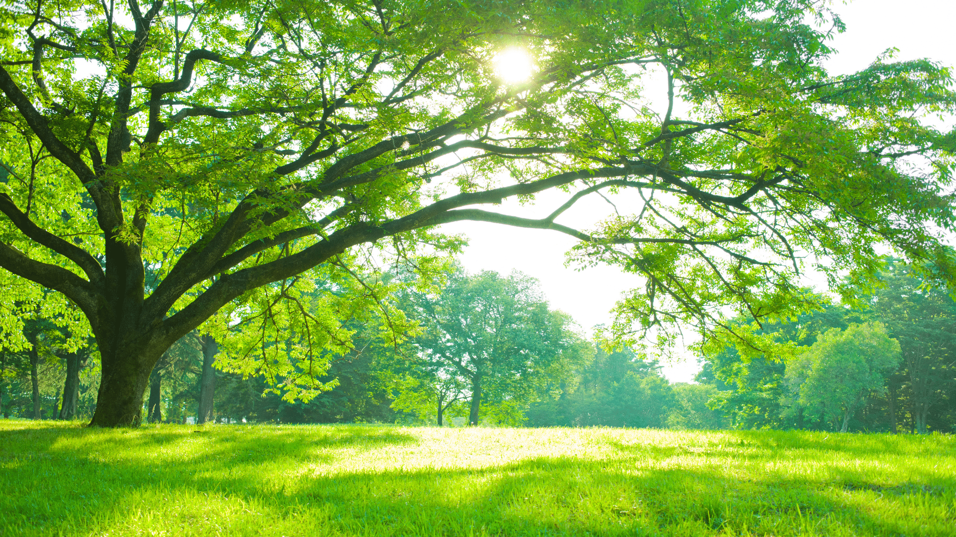 Unlocking Wealth: Using Charitable Remainder Trusts for Diversification image